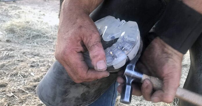 Plastic shoes Farrier attaching a poly horse shoe to a horse's hoof. Plastic Horse Shoes.