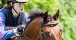 Horse and rider. The future of horse sports