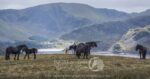 Cumbria's Fell Ponies. A herd of ponies