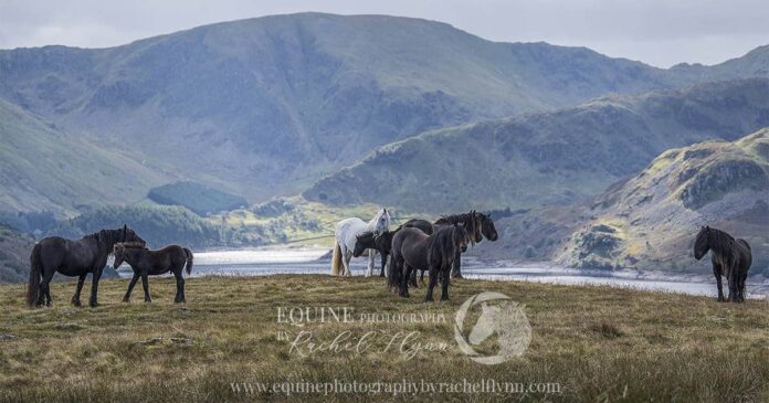©Equine Photography by Rachel Flynn Cumbria's Fell Ponies. A herd of ponies