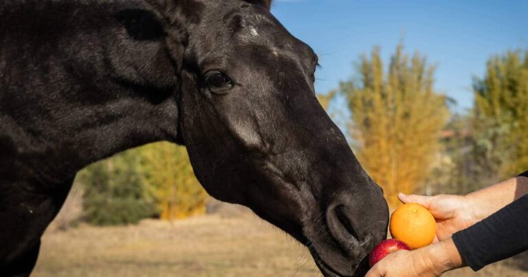 Like Apples and Oranges: There are Different Ways to Research Horses and People