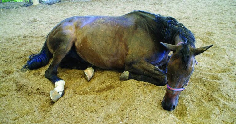 Colic, Still the Number One Killer