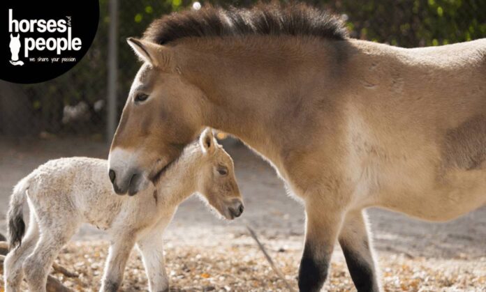 Embryo Transfer Equine Science Embryo Transfer
