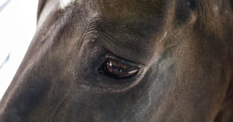 Learn to Recognise the Subtle Signs of Pain in Horses