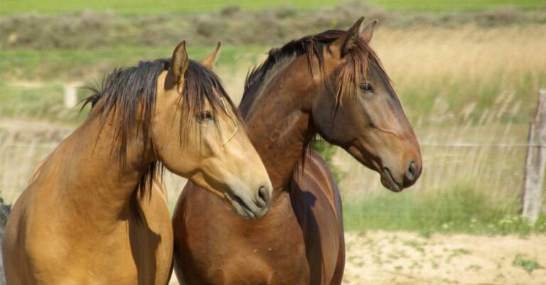 Australia’s Risk of African Horse Sickness Outbreak Explained