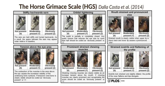 Horse Pain Grimace Scale