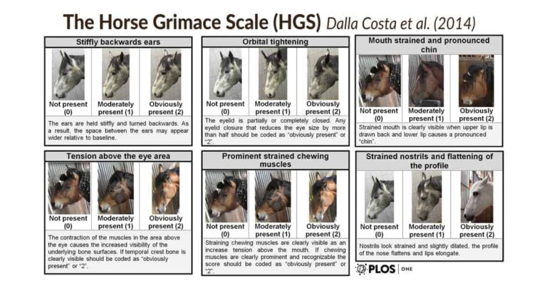 The Horse Grimace Scale Helps Recognise Pain