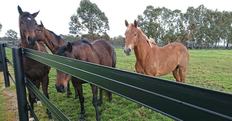 Keep Them Safe With Horserail