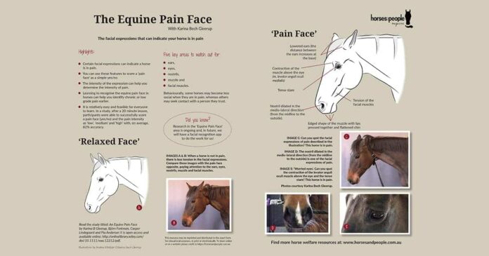 The Equine Pain Face equine pain face