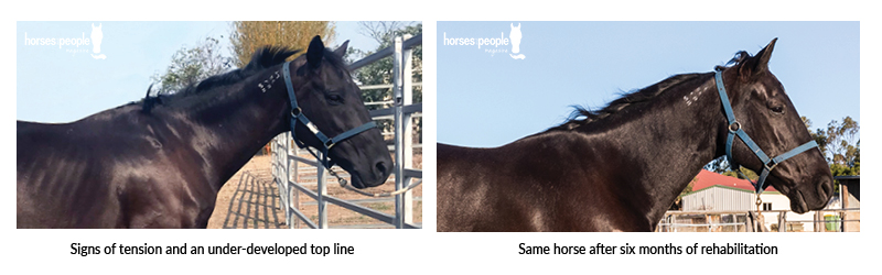 When a horse doesn't develop the top line despite good feeding and exercise, it could be that they are sore and over using the muscles to brace against pain.