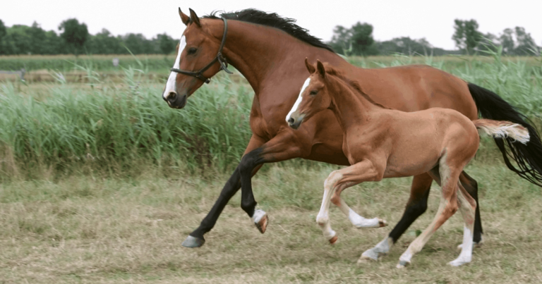 Equine Embryo Transfer