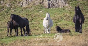 Fell pony herd