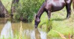 Managing water. Ecosystem processes, holistic management for horse properties