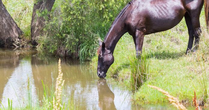 Drinking dam Managing water. Ecosystem processes, holistic management for horse properties