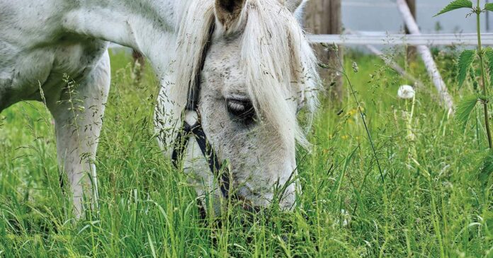 Healthy pasture horse grazing Managing pastures for soil health. Horse grazing. Keyline design