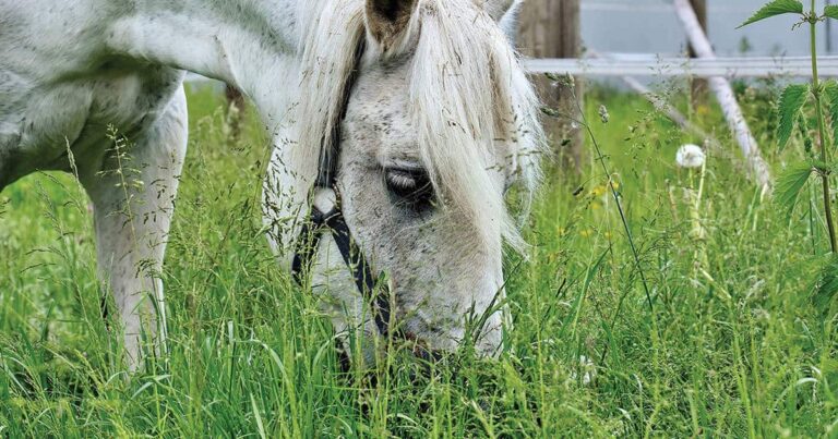 Managing Pastures for Soil Health – Part 2