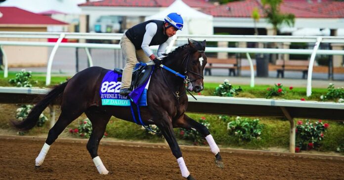 2017 Breeders' Cup World Championships at Del Mar - Previews tongue ties in horse racing