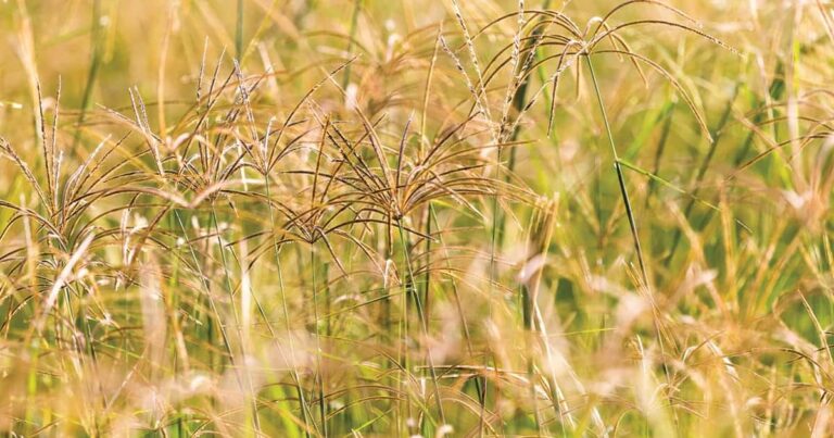 All About Soil. Part 5, Using soil tests to improve horse pastures