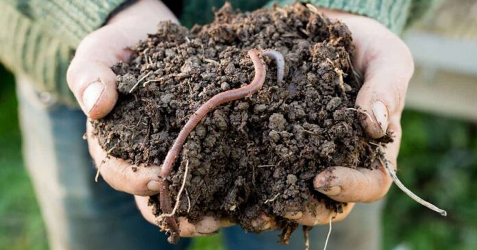The soil food web The soil food web