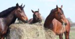 forage friends freedom are the things horses values. Quality of life