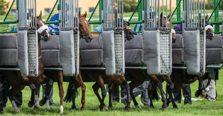 Starting Gate Trouble at the Horse Races