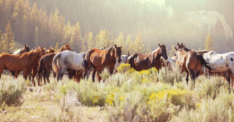 Top five trends to help build happy horse groups