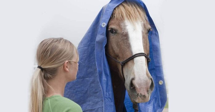 spook training de-spook horse training. Habituation