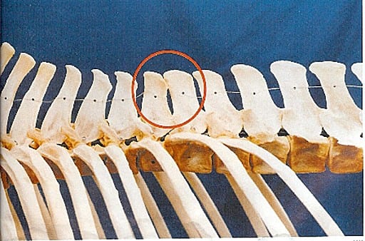 How to Avoid Kissing Spines: Lessons from the Old Masters