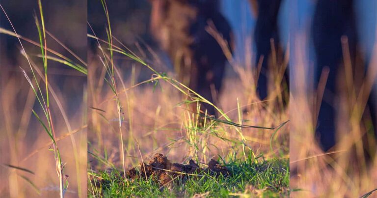 Drug Resistance in Horse Worms: An Australian Study
