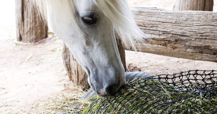 Slow feeding hay slow feeding hay net