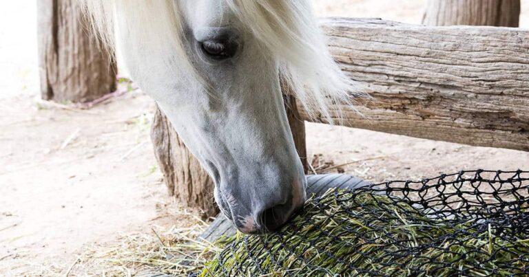 Ralentiza la alimentación de tus caballos durante la noche