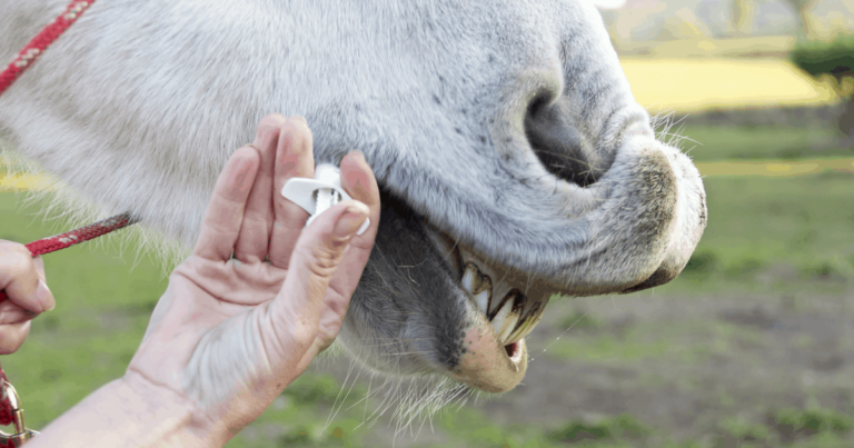 A New Era in Worm Control