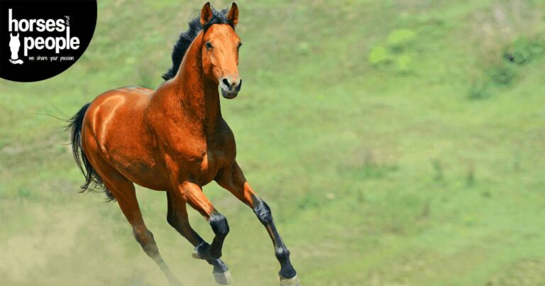 Horse Joints and Supplements