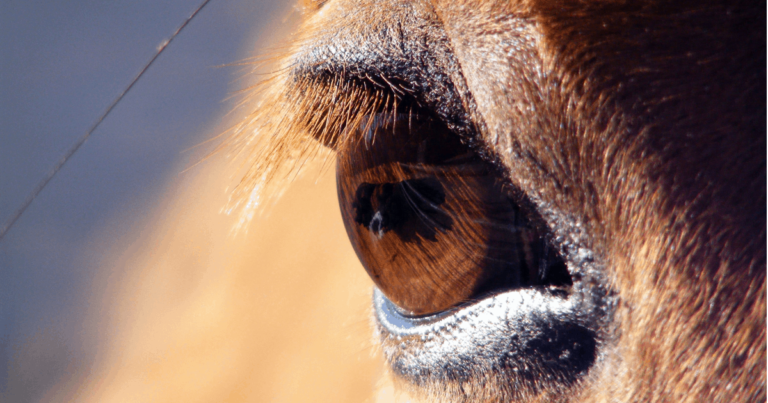The Australian Capital Territory Recognises Animal Sentience in Law
