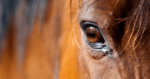 horse welfare. recognise signs of distress, racehorse slaughter