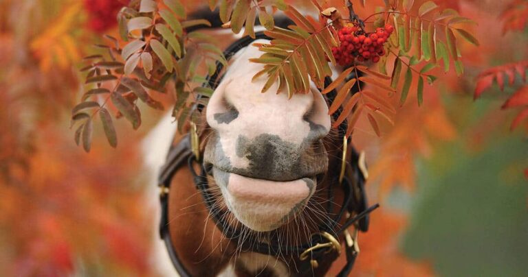 Making Sense of Taste and Smell: Part 2