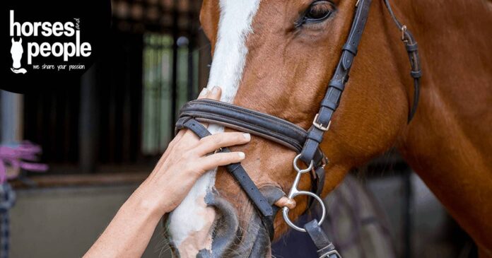 two fingers Loosen up the noseband. Vets support responsible noseband use.