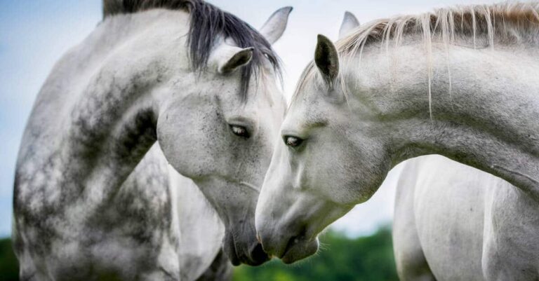 Breeding Thoroughbreds is far from natural in the race for a winner