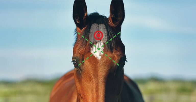 End-of-life Options and the Problems with Horse Slaughter