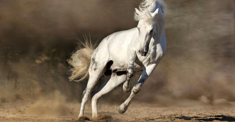 Your Spooky Horse Explained: The Limbic Motor System