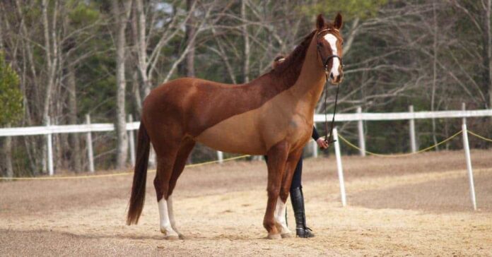 Clipped horse. Horse behaviour research