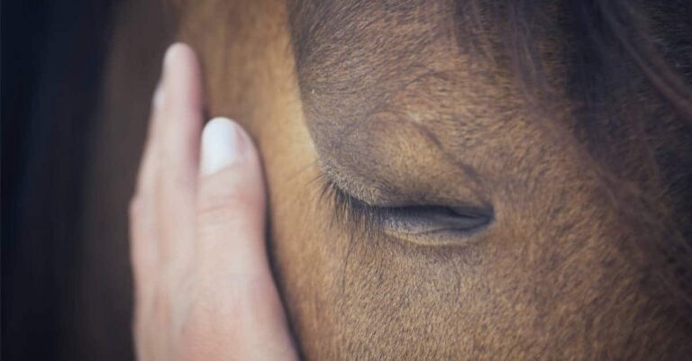 Who’s responsible for the slaughtered ex-racehorses, and what can be done?