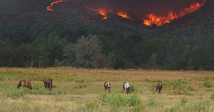 Bushfire Horses in front of approaching bushfire. disaster resilience, emergency planning