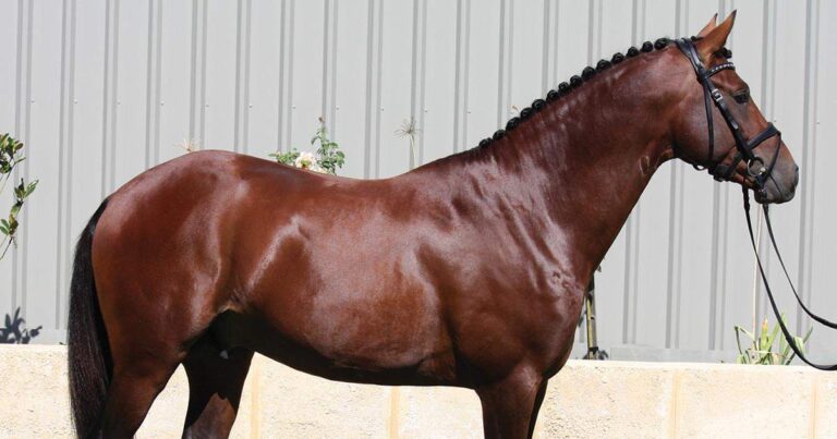 Developing a Healthy Topline