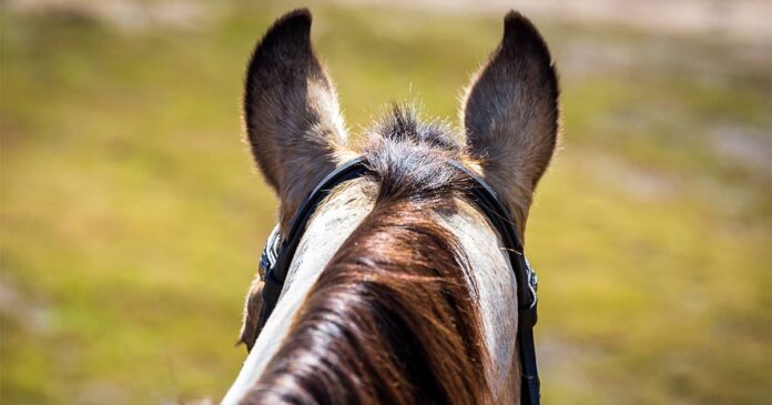 Ears L.Zupanc a view from the saddle of a horse's ears. Call for national horse register