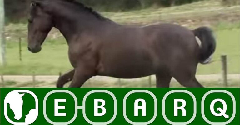 The Equine Behaviour Assessment and Research Questionnaire (E-BARQ)