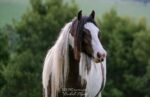 Gypsy Cob photo by Rachel Flynn Equine Photography