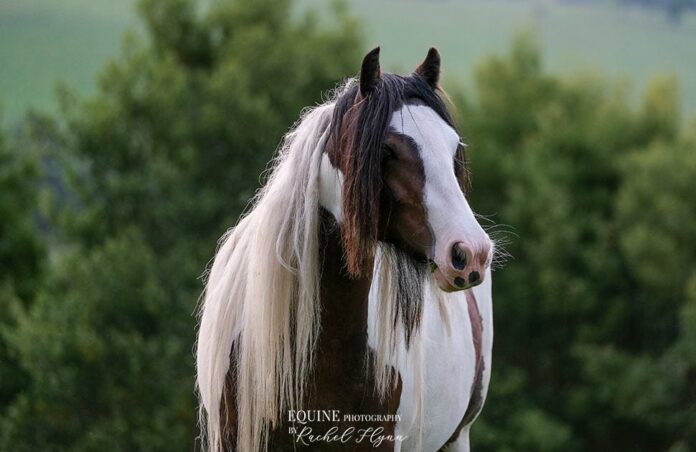 Equine Photography Gypsy Cob photo by Rachel Flynn Equine Photography