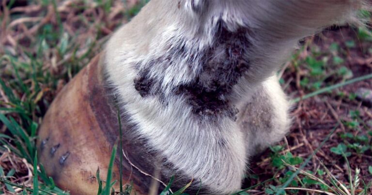 Greasy Heel (also known as Mud Fever)