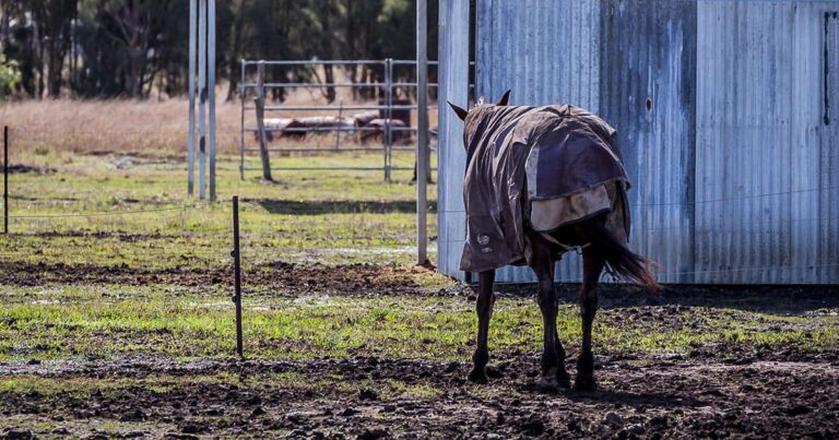 Why Does My Horse Get Scabby Legs When it’s Wet?